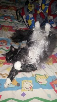 MARNIE - V.J. Allison